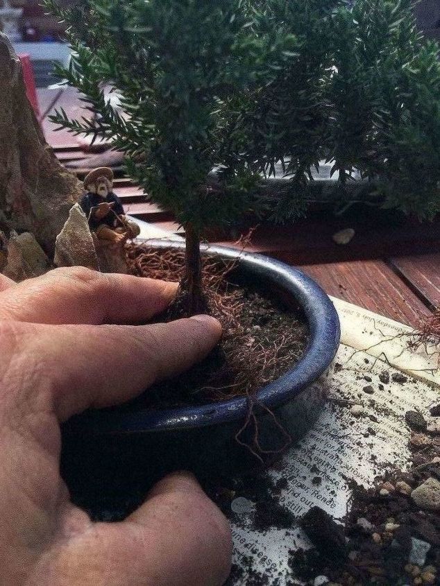como fazer seu prprio bonsai