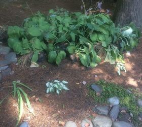 q planting a hosta garden help