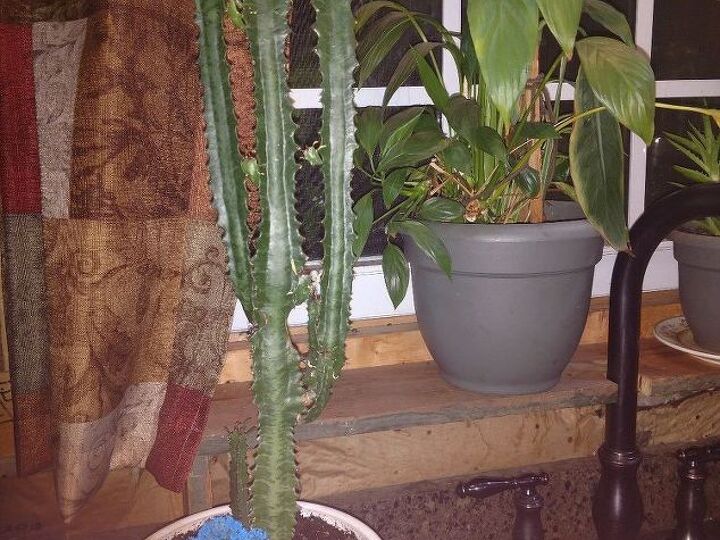 q please help id these plants