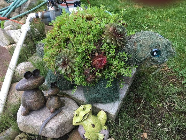q what do i need to do to over winter my succulent turtle