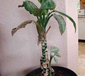 Why Can T I Keep Any Leaves On My Dieffenbachia Hometalk