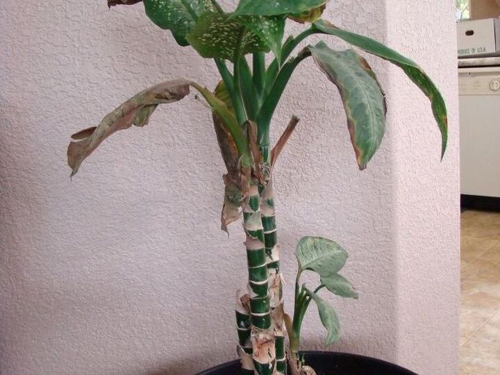 q why can t i keep any leaves on my dieffenbachia