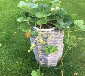 q how to winter over potted strawberry plants