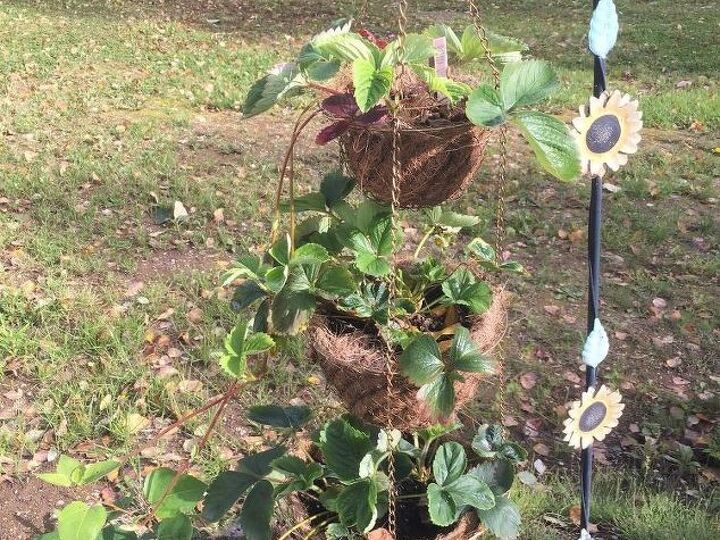 q how to winter over potted strawberry plants