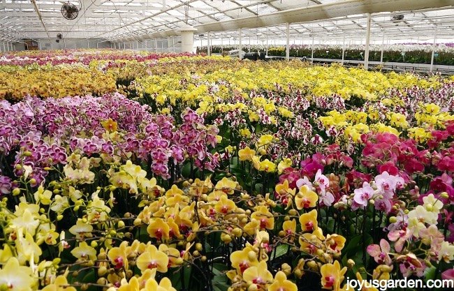 how often to water your phalaenopsis orchids plus all the things you