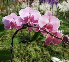 How Often To Water Your Phalaenopsis Orchids: Plus All The Things You