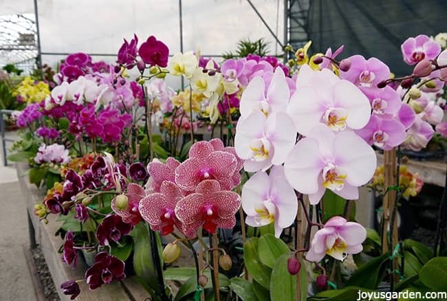 how often to water your phalaenopsis orchids plus all the things you