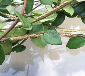 What is this on my climbing Jasmine and how do I get rid of it? Hometalk