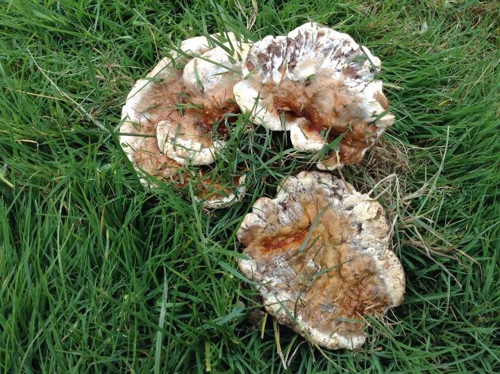these very hard mushroom things r all over what r they how to rid them
