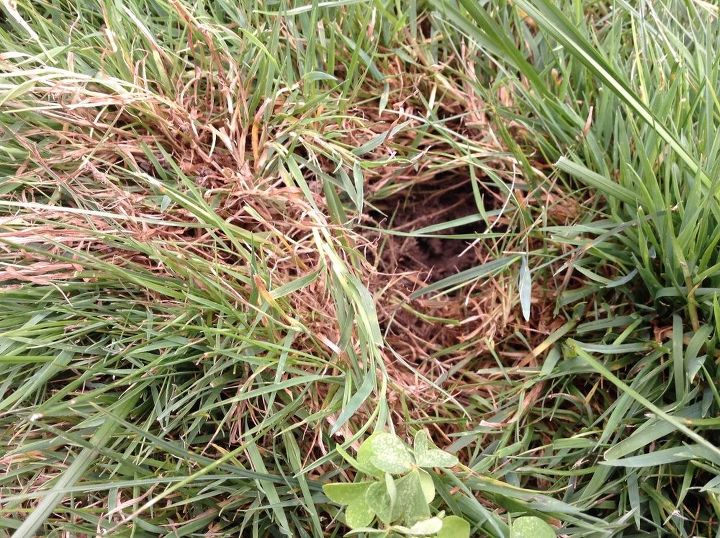 these very hard mushroom things r all over what r they how to rid them