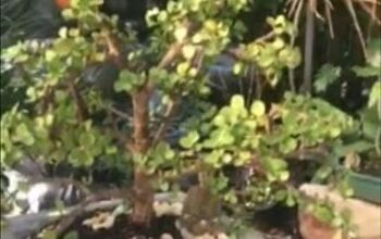 Cómo hacer un bonsái a partir de una planta de maceta normal