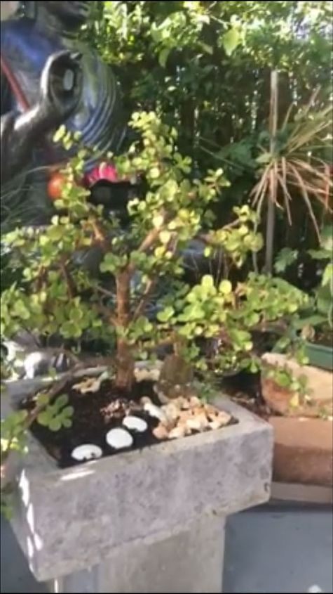how to bonsai a normal pot plant