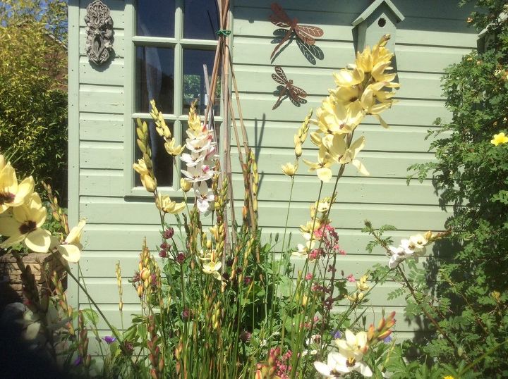 q do you know what plant this is please
