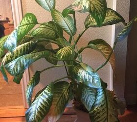 What is wrong with my plant? I water it once a week? Hometalk