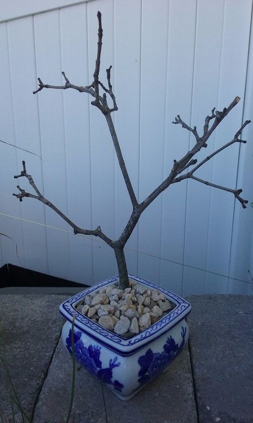 faux bonsai