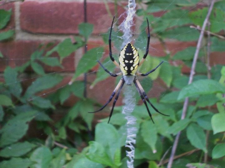q anybody know what kind of spider this is