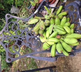 How do you tell the difference between bananas and plantains? Hometalk