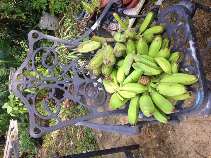 q how do you tell the difference between bananas and plantains