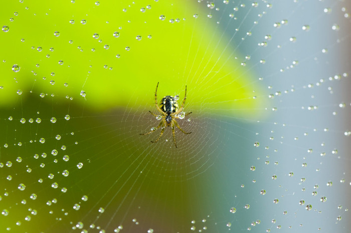 remdios fceis para os 7 insetos mais odiados, 5 maneiras f ceis de manter sua casa livre de aranhas