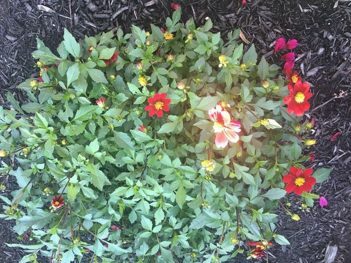 q does anyone know what this plant is i didn t plant it
