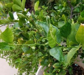 My citrus trees have curly leaf disease. What should I do? | Hometalk