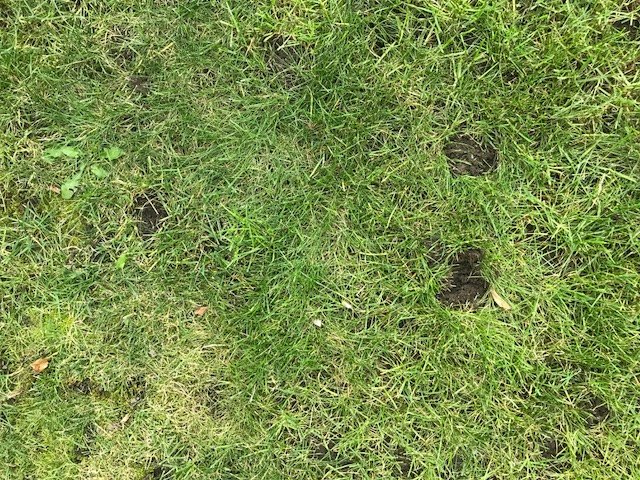 q what do you think are causing these divots all over my lawn
