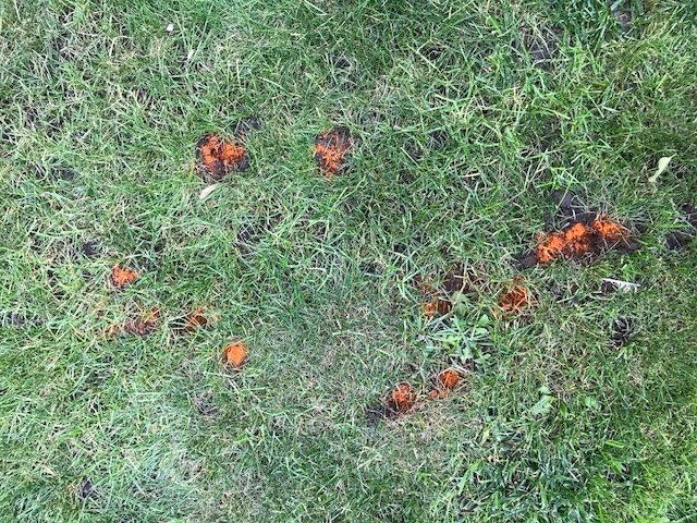 q what do you think are causing these divots all over my lawn