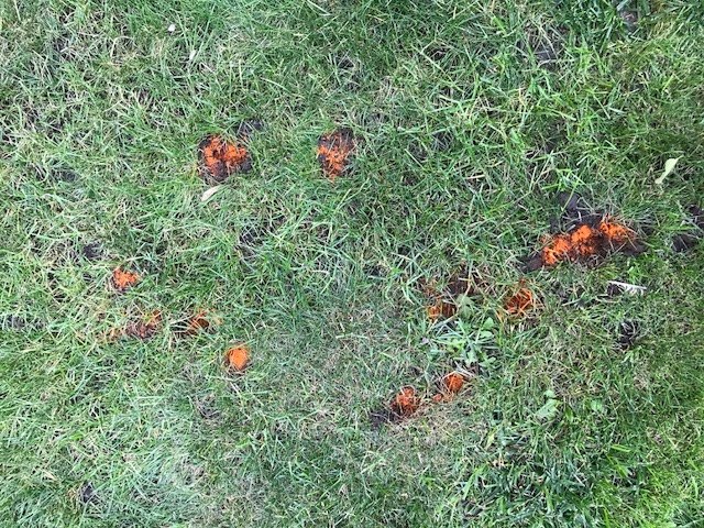 what do you think are causing these divots all over my lawn