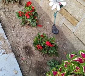 How to keep cats from using flower bed on sale as litter box