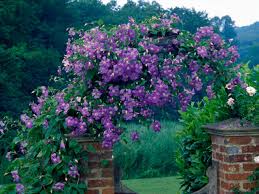 q any idea what this flower is called