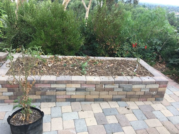 q what cover crop should i grow in my backyard kitchen gardens