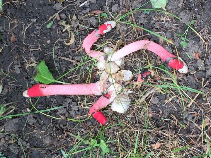 q found this grow in the front yard what is it