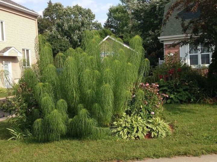 q plant identification please