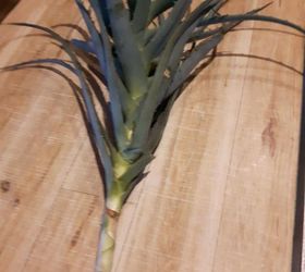 My aloe plant broke off how do I save it or transplant