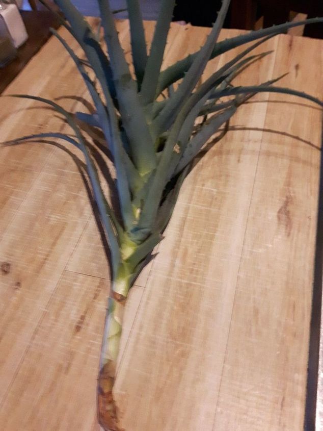 mi planta de aloe se rompi cmo la salvo o la trasplanto