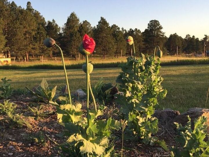 q does anyone know what kind of flower this is