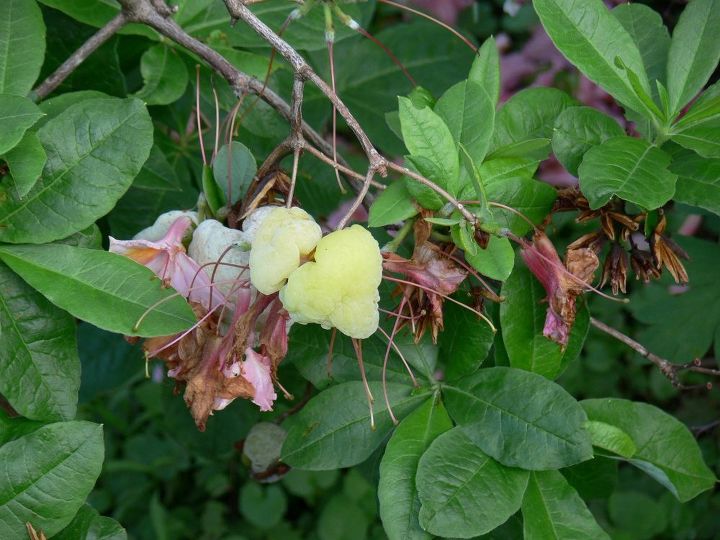 q gall on rhododendrons