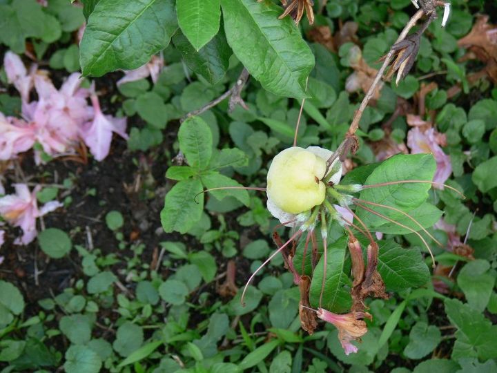 q gall on rhododendrons