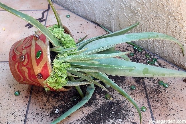 aloe vera propagation how to remove pups from the mother plant