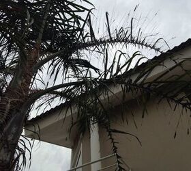 how to eliminate the caterpillars from my palm tree