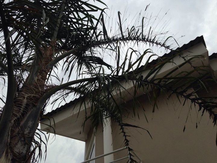 how to eliminate the caterpillars from my palm tree
