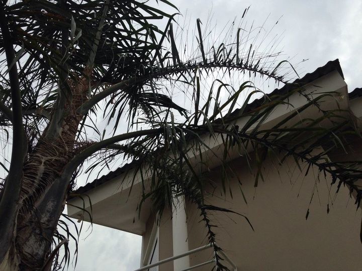 q how to eliminate the caterpillars from my palm tree