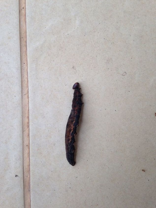q how to eliminate the caterpillars from my palm tree