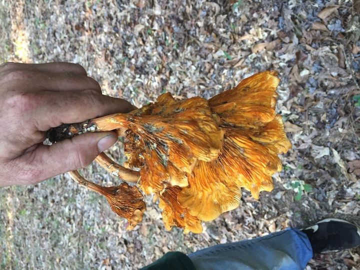 q does anyone know what kind of mushroom this is