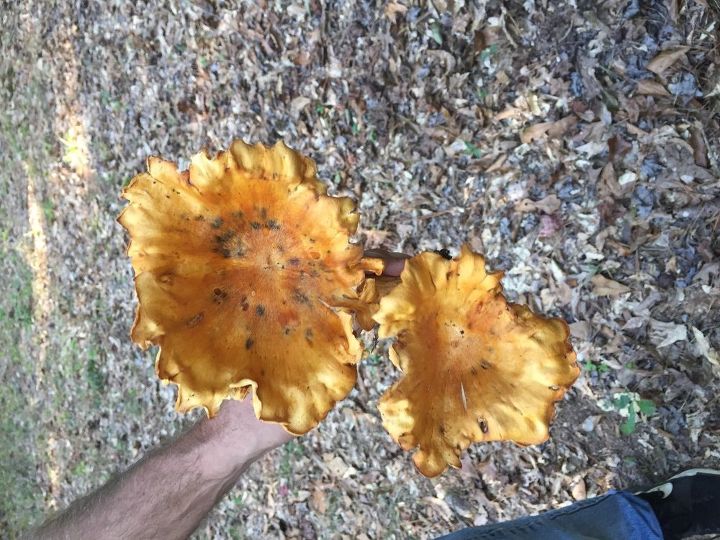 q does anyone know what kind of mushroom this is