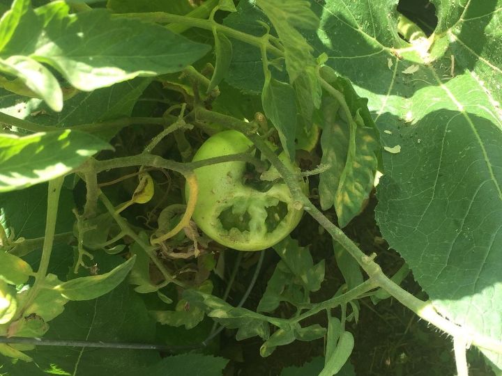 q how do i stop the squirrels from eating my green tomatoes