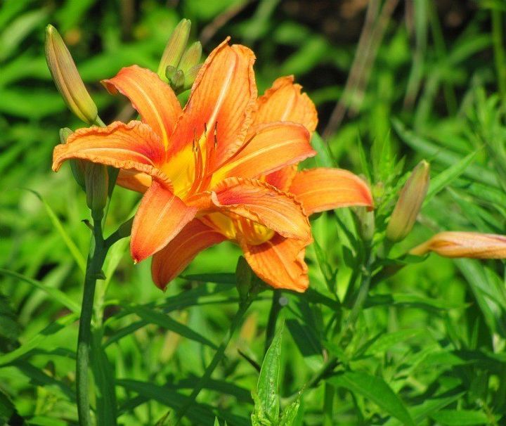 q does anyone know how to get rid of day lilies