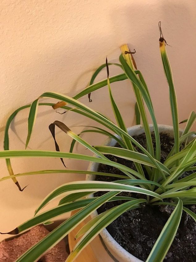 Brown tips on airplane plant help! Hometalk Brown tips on airplane plant help! Hometalk