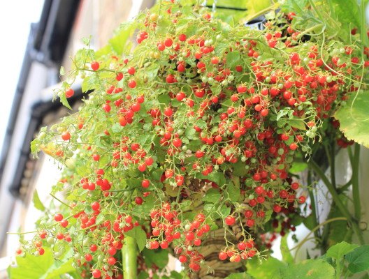 10 ideal hanging basket plants to beautify the front of your home