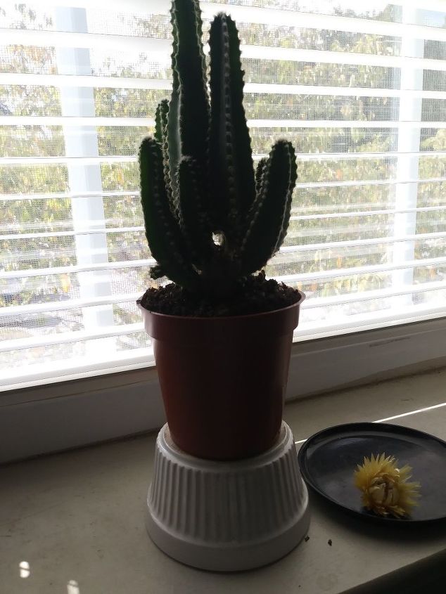 q yellow flower fell off my small cactus will that shorten cactus growth